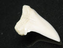 TOKO-BEADS PB012-14 Shark Tooth (Mako Shark L) 28mm PB012-14 サメの歯（アオザメ Ｌ） 28mm Asian bead & African bead  Handmade,Lampeork,bead,asia,india,ethnic,parts,accessory,beads とんぼ玉,ビーズ,トンボ玉,アジア,インド,エスニック,手作り,パーツ,アクセサリー