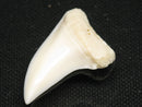 TOKO-BEADS PB012-14 Shark Tooth (Mako Shark L) 28mm PB012-14 サメの歯（アオザメ Ｌ） 28mm Asian bead & African bead  Handmade,Lampeork,bead,asia,india,ethnic,parts,accessory,beads とんぼ玉,ビーズ,トンボ玉,アジア,インド,エスニック,手作り,パーツ,アクセサリー