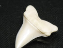 TOKO-BEADS PB012-15 Shark Tooth (Mako Shark L) 29mm PB012-15 サメの歯（アオザメ Ｌ） 29mm Asian bead & African bead  Handmade,Lampeork,bead,asia,india,ethnic,parts,accessory,beads とんぼ玉,ビーズ,トンボ玉,アジア,インド,エスニック,手作り,パーツ,アクセサリー