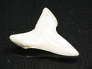 TOKO-BEADS PB012-16 Shark Tooth (Mako Shark L) 29mm PB012-16 サメの歯（アオザメ Ｌ） 29mm Asian bead & African bead  Handmade,Lampeork,bead,asia,india,ethnic,parts,accessory,beads とんぼ玉,ビーズ,トンボ玉,アジア,インド,エスニック,手作り,パーツ,アクセサリー