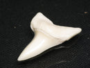 TOKO-BEADS PB012-16 Shark Tooth (Mako Shark L) 29mm PB012-16 サメの歯（アオザメ Ｌ） 29mm Asian bead & African bead  Handmade,Lampeork,bead,asia,india,ethnic,parts,accessory,beads とんぼ玉,ビーズ,トンボ玉,アジア,インド,エスニック,手作り,パーツ,アクセサリー