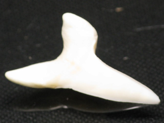 TOKO-BEADS PB012-17 Shark Tooth (Mako Shark L) 31mm PB012-17 サメの歯（アオザメ Ｌ） 31mm Asian bead & African bead  Handmade,Lampeork,bead,asia,india,ethnic,parts,accessory,beads とんぼ玉,ビーズ,トンボ玉,アジア,インド,エスニック,手作り,パーツ,アクセサリー