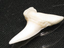 TOKO-BEADS PB012-17 Shark Tooth (Mako Shark L) 31mm PB012-17 サメの歯（アオザメ Ｌ） 31mm Asian bead & African bead  Handmade,Lampeork,bead,asia,india,ethnic,parts,accessory,beads とんぼ玉,ビーズ,トンボ玉,アジア,インド,エスニック,手作り,パーツ,アクセサリー