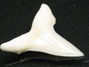 TOKO-BEADS PB012-18 Shark Tooth (Mako Shark L) 30mm PB012-18 サメの歯（アオザメ Ｌ） 30mm Asian bead & African bead  Handmade,Lampeork,bead,asia,india,ethnic,parts,accessory,beads とんぼ玉,ビーズ,トンボ玉,アジア,インド,エスニック,手作り,パーツ,アクセサリー
