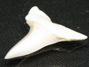 TOKO-BEADS PB012-18 Shark Tooth (Mako Shark L) 30mm PB012-18 サメの歯（アオザメ Ｌ） 30mm Asian bead & African bead  Handmade,Lampeork,bead,asia,india,ethnic,parts,accessory,beads とんぼ玉,ビーズ,トンボ玉,アジア,インド,エスニック,手作り,パーツ,アクセサリー