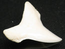 TOKO-BEADS PB012-19 Shark Tooth (Mako Shark L) 29mm PB012-19 サメの歯（アオザメ Ｌ） 29mm Asian bead & African bead  Handmade,Lampeork,bead,asia,india,ethnic,parts,accessory,beads とんぼ玉,ビーズ,トンボ玉,アジア,インド,エスニック,手作り,パーツ,アクセサリー