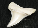 TOKO-BEADS PB012-19 Shark Tooth (Mako Shark L) 29mm PB012-19 サメの歯（アオザメ Ｌ） 29mm Asian bead & African bead  Handmade,Lampeork,bead,asia,india,ethnic,parts,accessory,beads とんぼ玉,ビーズ,トンボ玉,アジア,インド,エスニック,手作り,パーツ,アクセサリー