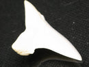 TOKO-BEADS PB012-20 Shark Tooth (Mako Shark L) 29mm PB012-20 サメの歯（アオザメ Ｌ） 29mm Asian bead & African bead  Handmade,Lampeork,bead,asia,india,ethnic,parts,accessory,beads とんぼ玉,ビーズ,トンボ玉,アジア,インド,エスニック,手作り,パーツ,アクセサリー