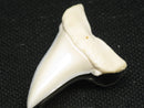 TOKO-BEADS PB012-20 Shark Tooth (Mako Shark L) 29mm PB012-20 サメの歯（アオザメ Ｌ） 29mm Asian bead & African bead  Handmade,Lampeork,bead,asia,india,ethnic,parts,accessory,beads とんぼ玉,ビーズ,トンボ玉,アジア,インド,エスニック,手作り,パーツ,アクセサリー