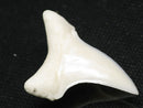 TOKO-BEADS PB012-21 Shark Tooth (Mako Shark L) 27mm PB012-21 サメの歯（アオザメ Ｌ） 27mm Asian bead & African bead  Handmade,Lampeork,bead,asia,india,ethnic,parts,accessory,beads とんぼ玉,ビーズ,トンボ玉,アジア,インド,エスニック,手作り,パーツ,アクセサリー