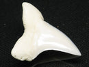 TOKO-BEADS PB012-22 Shark Tooth (Mako Shark L) 29mm PB012-22 サメの歯（アオザメ Ｌ） 29mm Asian bead & African bead  Handmade,Lampeork,bead,asia,india,ethnic,parts,accessory,beads とんぼ玉,ビーズ,トンボ玉,アジア,インド,エスニック,手作り,パーツ,アクセサリー