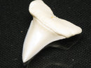 TOKO-BEADS PB012-22 Shark Tooth (Mako Shark L) 29mm PB012-22 サメの歯（アオザメ Ｌ） 29mm Asian bead & African bead  Handmade,Lampeork,bead,asia,india,ethnic,parts,accessory,beads とんぼ玉,ビーズ,トンボ玉,アジア,インド,エスニック,手作り,パーツ,アクセサリー