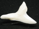 TOKO-BEADS PB012-23 Shark Tooth (Mako Shark L) 31mm PB012-23 サメの歯（アオザメ Ｌ） 31mm Asian bead & African bead  Handmade,Lampeork,bead,asia,india,ethnic,parts,accessory,beads とんぼ玉,ビーズ,トンボ玉,アジア,インド,エスニック,手作り,パーツ,アクセサリー