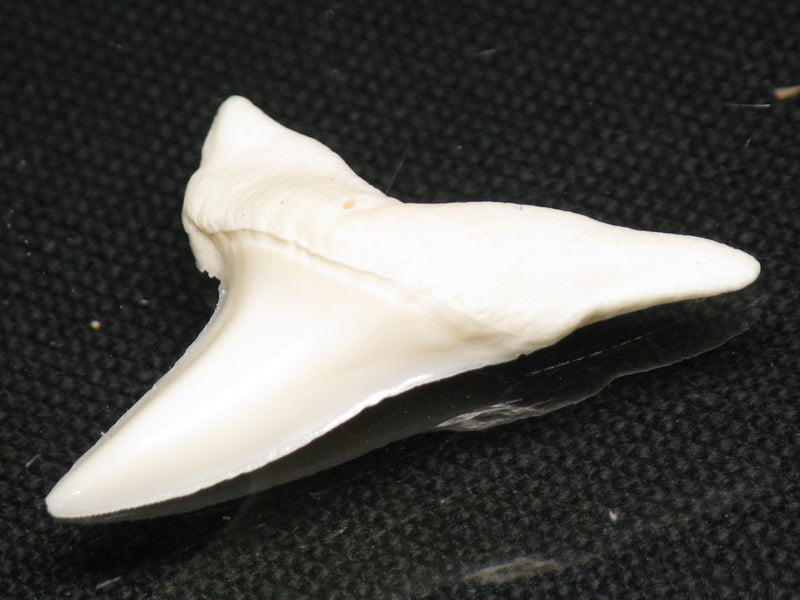TOKO-BEADS PB012-23 Shark Tooth (Mako Shark L) 31mm PB012-23 サメの歯（アオザメ Ｌ） 31mm Asian bead & African bead  Handmade,Lampeork,bead,asia,india,ethnic,parts,accessory,beads とんぼ玉,ビーズ,トンボ玉,アジア,インド,エスニック,手作り,パーツ,アクセサリー