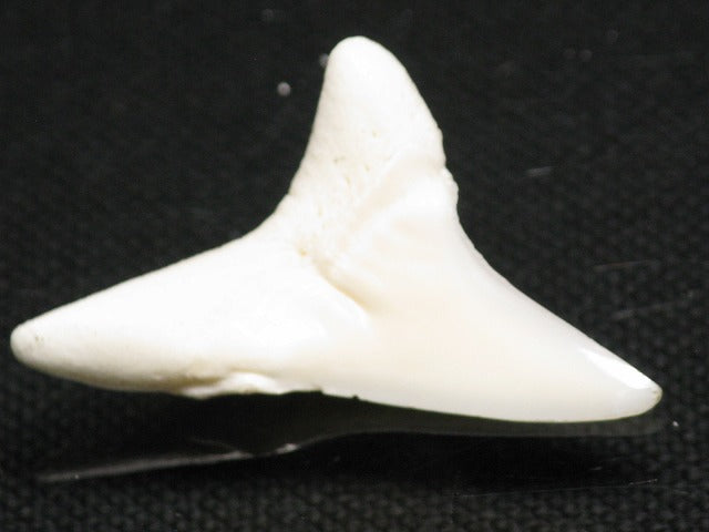 TOKO-BEADS PB012-24 Shark Tooth (Mako Shark L) 29mm PB012-24 サメの歯（アオザメ Ｌ） 29mm Asian bead & African bead  Handmade,Lampeork,bead,asia,india,ethnic,parts,accessory,beads とんぼ玉,ビーズ,トンボ玉,アジア,インド,エスニック,手作り,パーツ,アクセサリー