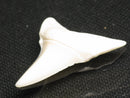 TOKO-BEADS PB012-24 Shark Tooth (Mako Shark L) 29mm PB012-24 サメの歯（アオザメ Ｌ） 29mm Asian bead & African bead  Handmade,Lampeork,bead,asia,india,ethnic,parts,accessory,beads とんぼ玉,ビーズ,トンボ玉,アジア,インド,エスニック,手作り,パーツ,アクセサリー