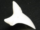 TOKO-BEADS PB012-25 Shark Tooth (Mako Shark L) 29mm PB012-25 サメの歯（アオザメ Ｌ） 29mm Asian bead & African bead  Handmade,Lampeork,bead,asia,india,ethnic,parts,accessory,beads とんぼ玉,ビーズ,トンボ玉,アジア,インド,エスニック,手作り,パーツ,アクセサリー