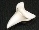 TOKO-BEADS PB012-25 Shark Tooth (Mako Shark L) 29mm PB012-25 サメの歯（アオザメ Ｌ） 29mm Asian bead & African bead  Handmade,Lampeork,bead,asia,india,ethnic,parts,accessory,beads とんぼ玉,ビーズ,トンボ玉,アジア,インド,エスニック,手作り,パーツ,アクセサリー