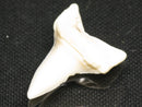 TOKO-BEADS PB012-26 Shark Tooth (Mako Shark L) 29mm PB012-26 サメの歯（アオザメ Ｌ） 29mm Asian bead & African bead  Handmade,Lampeork,bead,asia,india,ethnic,parts,accessory,beads とんぼ玉,ビーズ,トンボ玉,アジア,インド,エスニック,手作り,パーツ,アクセサリー