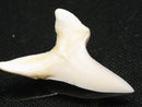 TOKO-BEADS PB012-27 Shark Tooth (Mako Shark L) 31mm PB012-27 サメの歯（アオザメ Ｌ） 31mm Asian bead & African bead  Handmade,Lampeork,bead,asia,india,ethnic,parts,accessory,beads とんぼ玉,ビーズ,トンボ玉,アジア,インド,エスニック,手作り,パーツ,アクセサリー