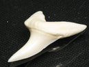 TOKO-BEADS PB012-27 Shark Tooth (Mako Shark L) 31mm PB012-27 サメの歯（アオザメ Ｌ） 31mm Asian bead & African bead  Handmade,Lampeork,bead,asia,india,ethnic,parts,accessory,beads とんぼ玉,ビーズ,トンボ玉,アジア,インド,エスニック,手作り,パーツ,アクセサリー