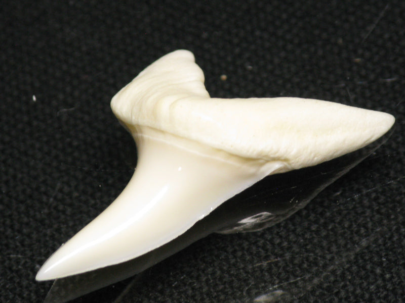 TOKO-BEADS PB012-27 Shark Tooth (Mako Shark L) 31mm PB012-27 サメの歯（アオザメ Ｌ） 31mm Asian bead & African bead  Handmade,Lampeork,bead,asia,india,ethnic,parts,accessory,beads とんぼ玉,ビーズ,トンボ玉,アジア,インド,エスニック,手作り,パーツ,アクセサリー
