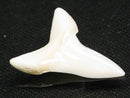 TOKO-BEADS PB012-28 Shark Tooth (Mako Shark L) 28mm PB012-28 サメの歯（アオザメ Ｌ） 28mm Asian bead & African bead  Handmade,Lampeork,bead,asia,india,ethnic,parts,accessory,beads とんぼ玉,ビーズ,トンボ玉,アジア,インド,エスニック,手作り,パーツ,アクセサリー