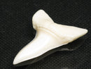 TOKO-BEADS PB012-28 Shark Tooth (Mako Shark L) 28mm PB012-28 サメの歯（アオザメ Ｌ） 28mm Asian bead & African bead  Handmade,Lampeork,bead,asia,india,ethnic,parts,accessory,beads とんぼ玉,ビーズ,トンボ玉,アジア,インド,エスニック,手作り,パーツ,アクセサリー