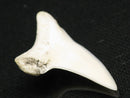 TOKO-BEADS PB012-29 Shark Tooth (Mako Shark L) 29mm PB012-29 サメの歯（アオザメ Ｌ） 29mm Asian bead & African bead  Handmade,Lampeork,bead,asia,india,ethnic,parts,accessory,beads とんぼ玉,ビーズ,トンボ玉,アジア,インド,エスニック,手作り,パーツ,アクセサリー