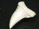 TOKO-BEADS PB012-29 Shark Tooth (Mako Shark L) 29mm PB012-29 サメの歯（アオザメ Ｌ） 29mm Asian bead & African bead  Handmade,Lampeork,bead,asia,india,ethnic,parts,accessory,beads とんぼ玉,ビーズ,トンボ玉,アジア,インド,エスニック,手作り,パーツ,アクセサリー