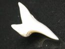 TOKO-BEADS PB012-30 Shark Tooth (Mako Shark L) 30mm PB012-30 サメの歯（アオザメ Ｌ） 30mm Asian bead & African bead  Handmade,Lampeork,bead,asia,india,ethnic,parts,accessory,beads とんぼ玉,ビーズ,トンボ玉,アジア,インド,エスニック,手作り,パーツ,アクセサリー
