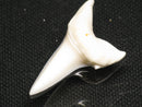 TOKO-BEADS PB012-30 Shark Tooth (Mako Shark L) 30mm PB012-30 サメの歯（アオザメ Ｌ） 30mm Asian bead & African bead  Handmade,Lampeork,bead,asia,india,ethnic,parts,accessory,beads とんぼ玉,ビーズ,トンボ玉,アジア,インド,エスニック,手作り,パーツ,アクセサリー