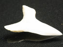 TOKO-BEADS PB012-31 Shark Tooth (Mako Shark L) 29mm PB012-31 サメの歯（アオザメ Ｌ） 29mm Asian bead & African bead  Handmade,Lampeork,bead,asia,india,ethnic,parts,accessory,beads とんぼ玉,ビーズ,トンボ玉,アジア,インド,エスニック,手作り,パーツ,アクセサリー
