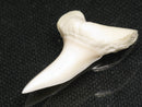 TOKO-BEADS PB012-31 Shark Tooth (Mako Shark L) 29mm PB012-31 サメの歯（アオザメ Ｌ） 29mm Asian bead & African bead  Handmade,Lampeork,bead,asia,india,ethnic,parts,accessory,beads とんぼ玉,ビーズ,トンボ玉,アジア,インド,エスニック,手作り,パーツ,アクセサリー