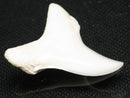TOKO-BEADS PB012-32 Shark Tooth (Mako Shark L) 29mm PB012-32 サメの歯（アオザメ Ｌ） 29mm Asian bead & African bead  Handmade,Lampeork,bead,asia,india,ethnic,parts,accessory,beads とんぼ玉,ビーズ,トンボ玉,アジア,インド,エスニック,手作り,パーツ,アクセサリー