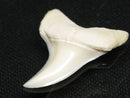 TOKO-BEADS PB012-32 Shark Tooth (Mako Shark L) 29mm PB012-32 サメの歯（アオザメ Ｌ） 29mm Asian bead & African bead  Handmade,Lampeork,bead,asia,india,ethnic,parts,accessory,beads とんぼ玉,ビーズ,トンボ玉,アジア,インド,エスニック,手作り,パーツ,アクセサリー