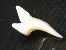 TOKO-BEADS PB012-33 Shark Tooth (Mako Shark L) 30mm PB012-33 サメの歯（アオザメ Ｌ） 30mm Asian bead & African bead  Handmade,Lampeork,bead,asia,india,ethnic,parts,accessory,beads とんぼ玉,ビーズ,トンボ玉,アジア,インド,エスニック,手作り,パーツ,アクセサリー