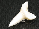 TOKO-BEADS PB012-33 Shark Tooth (Mako Shark L) 30mm PB012-33 サメの歯（アオザメ Ｌ） 30mm Asian bead & African bead  Handmade,Lampeork,bead,asia,india,ethnic,parts,accessory,beads とんぼ玉,ビーズ,トンボ玉,アジア,インド,エスニック,手作り,パーツ,アクセサリー