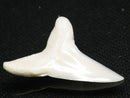 TOKO-BEADS PB012-34 Shark Tooth (Mako Shark L) 28mm PB012-34 サメの歯（アオザメ Ｌ） 28mm Asian bead & African bead  Handmade,Lampeork,bead,asia,india,ethnic,parts,accessory,beads とんぼ玉,ビーズ,トンボ玉,アジア,インド,エスニック,手作り,パーツ,アクセサリー