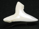 TOKO-BEADS PB012-35 Shark Tooth (Mako Shark L) 28mm PB012-35 サメの歯（アオザメ Ｌ） 28mm Asian bead & African bead  Handmade,Lampeork,bead,asia,india,ethnic,parts,accessory,beads とんぼ玉,ビーズ,トンボ玉,アジア,インド,エスニック,手作り,パーツ,アクセサリー
