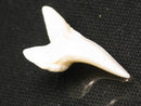 TOKO-BEADS PB012-36 Shark Tooth (Mako Shark L) 28mm PB012-36 サメの歯（アオザメ Ｌ） 28mm Asian bead & African bead  Handmade,Lampeork,bead,asia,india,ethnic,parts,accessory,beads とんぼ玉,ビーズ,トンボ玉,アジア,インド,エスニック,手作り,パーツ,アクセサリー