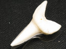 TOKO-BEADS PB012-36 Shark Tooth (Mako Shark L) 28mm PB012-36 サメの歯（アオザメ Ｌ） 28mm Asian bead & African bead  Handmade,Lampeork,bead,asia,india,ethnic,parts,accessory,beads とんぼ玉,ビーズ,トンボ玉,アジア,インド,エスニック,手作り,パーツ,アクセサリー