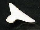 TOKO-BEADS PB012-37 Shark Tooth (Mako Shark L) 28mm PB012-37 サメの歯（アオザメ Ｌ） 28mm Asian bead & African bead  Handmade,Lampeork,bead,asia,india,ethnic,parts,accessory,beads とんぼ玉,ビーズ,トンボ玉,アジア,インド,エスニック,手作り,パーツ,アクセサリー