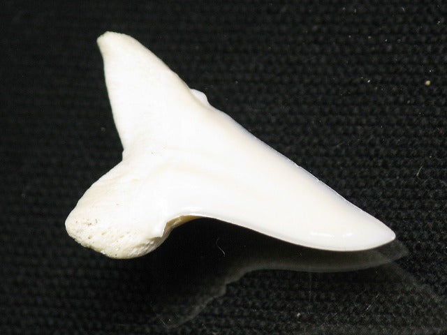 TOKO-BEADS PB012-37 Shark Tooth (Mako Shark L) 28mm PB012-37 サメの歯（アオザメ Ｌ） 28mm Asian bead & African bead  Handmade,Lampeork,bead,asia,india,ethnic,parts,accessory,beads とんぼ玉,ビーズ,トンボ玉,アジア,インド,エスニック,手作り,パーツ,アクセサリー
