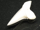 TOKO-BEADS PB012-37 Shark Tooth (Mako Shark L) 28mm PB012-37 サメの歯（アオザメ Ｌ） 28mm Asian bead & African bead  Handmade,Lampeork,bead,asia,india,ethnic,parts,accessory,beads とんぼ玉,ビーズ,トンボ玉,アジア,インド,エスニック,手作り,パーツ,アクセサリー
