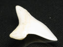 TOKO-BEADS PB012-38 Shark Tooth (Mako Shark L) 28mm PB012-38 サメの歯（アオザメ Ｌ） 28mm Asian bead & African bead  Handmade,Lampeork,bead,asia,india,ethnic,parts,accessory,beads とんぼ玉,ビーズ,トンボ玉,アジア,インド,エスニック,手作り,パーツ,アクセサリー