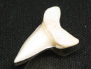 TOKO-BEADS PB012-38 Shark Tooth (Mako Shark L) 28mm PB012-38 サメの歯（アオザメ Ｌ） 28mm Asian bead & African bead  Handmade,Lampeork,bead,asia,india,ethnic,parts,accessory,beads とんぼ玉,ビーズ,トンボ玉,アジア,インド,エスニック,手作り,パーツ,アクセサリー