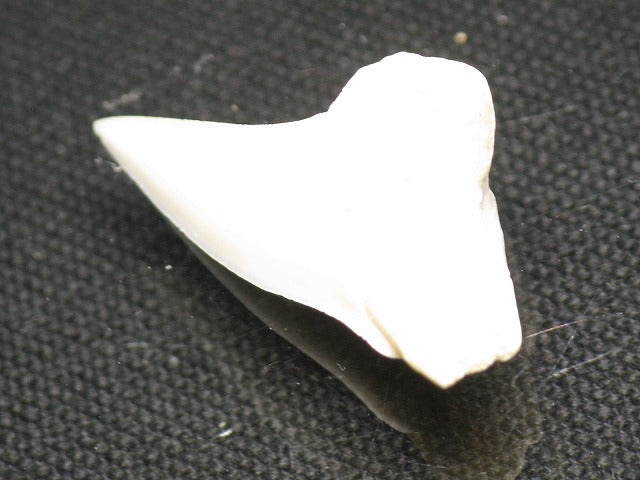 TOKO-BEADS PB012-39 Shark Tooth (Mako Shark L) 27mm PB012-39 サメの歯（アオザメ Ｌ） 27mm Asian bead & African bead  Handmade,Lampeork,bead,asia,india,ethnic,parts,accessory,beads とんぼ玉,ビーズ,トンボ玉,アジア,インド,エスニック,手作り,パーツ,アクセサリー