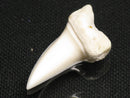 TOKO-BEADS PB012-39 Shark Tooth (Mako Shark L) 27mm PB012-39 サメの歯（アオザメ Ｌ） 27mm Asian bead & African bead  Handmade,Lampeork,bead,asia,india,ethnic,parts,accessory,beads とんぼ玉,ビーズ,トンボ玉,アジア,インド,エスニック,手作り,パーツ,アクセサリー