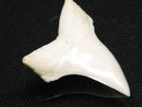 TOKO-BEADS PB012-40 Shark Tooth (Mako Shark L) 26mm PB012-40 サメの歯（アオザメ Ｌ） 26mm Asian bead & African bead  Handmade,Lampeork,bead,asia,india,ethnic,parts,accessory,beads とんぼ玉,ビーズ,トンボ玉,アジア,インド,エスニック,手作り,パーツ,アクセサリー